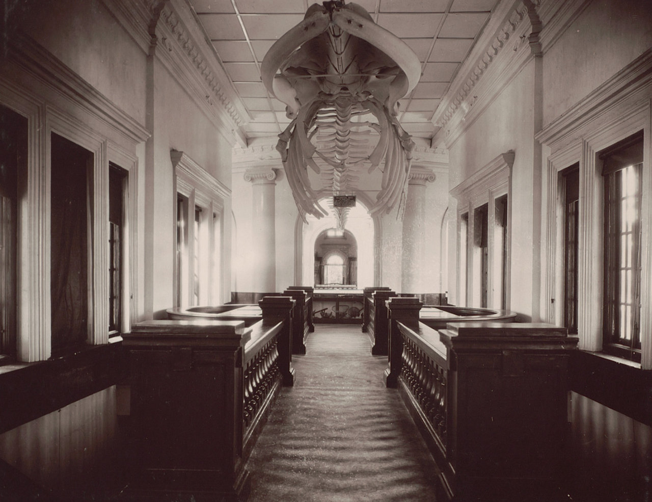 Whale fin skeleton hanging in the Raffles Museum