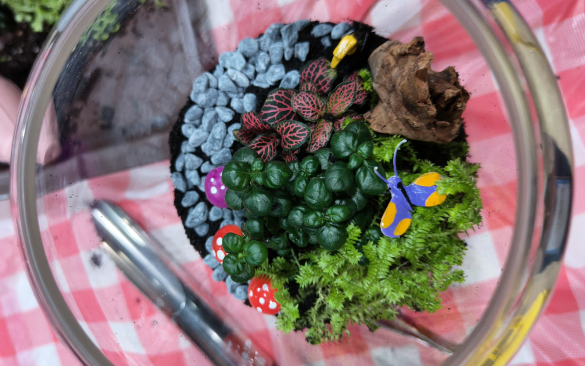 Terrarium close up