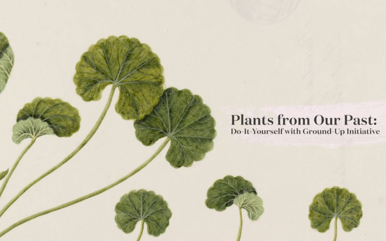 Plants from Our Past by Ground Up Initiative